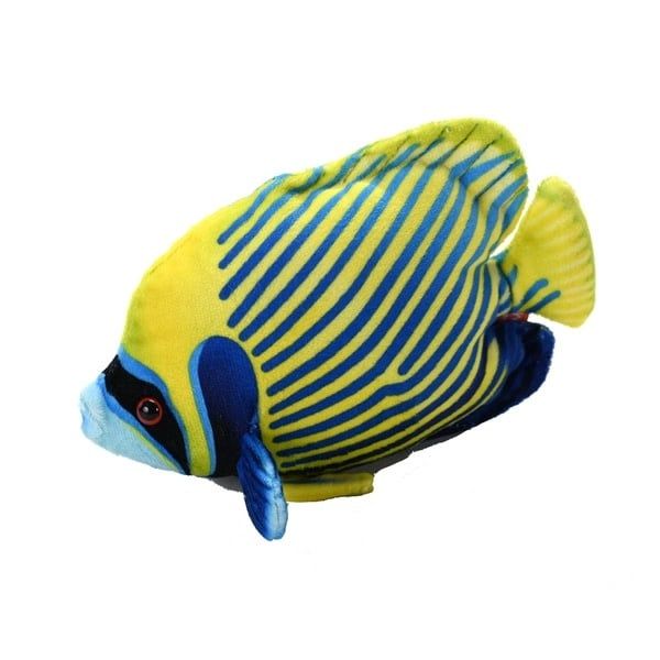 Coral Reef Emperor Angelfish