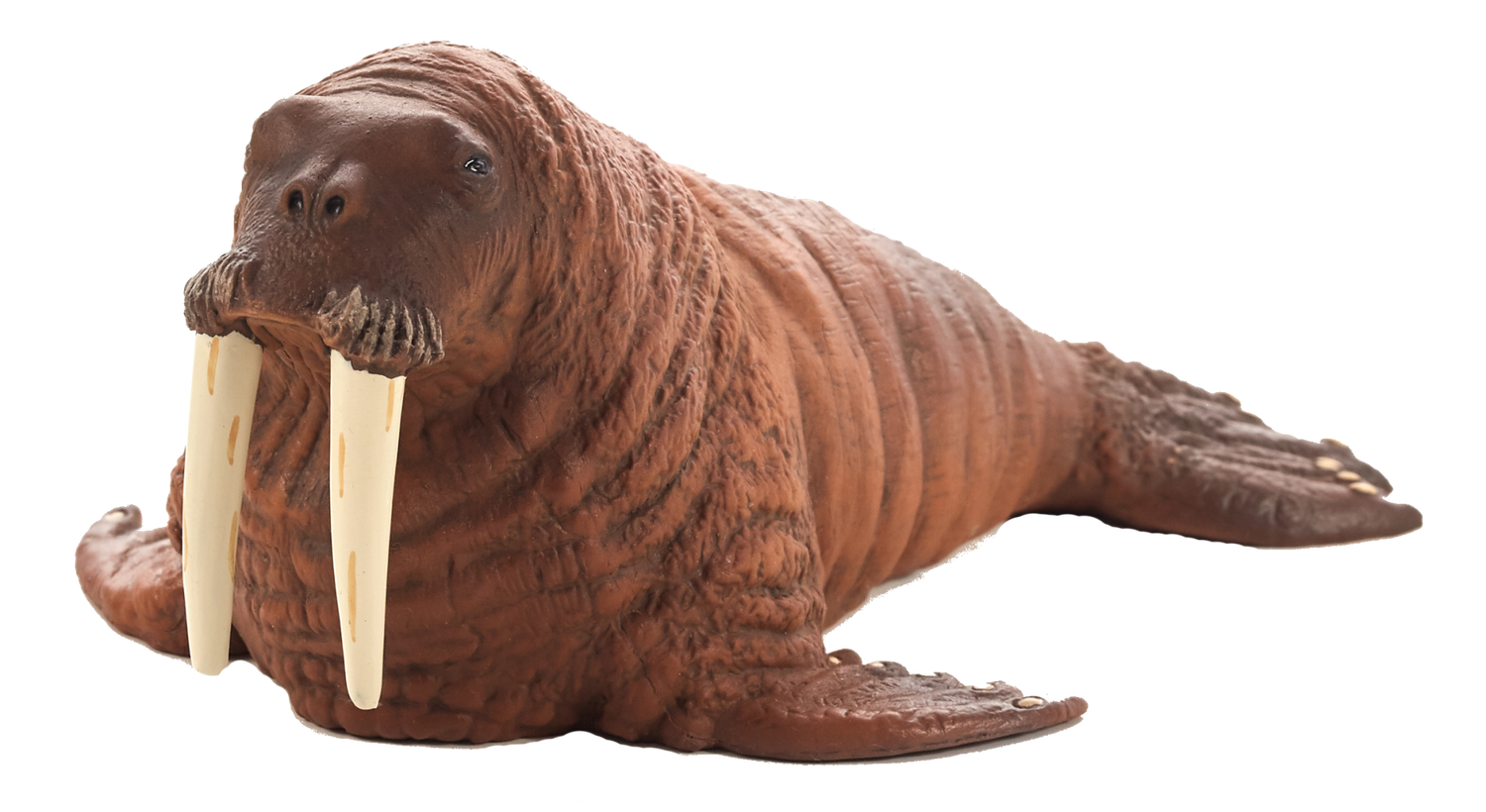 Walrus