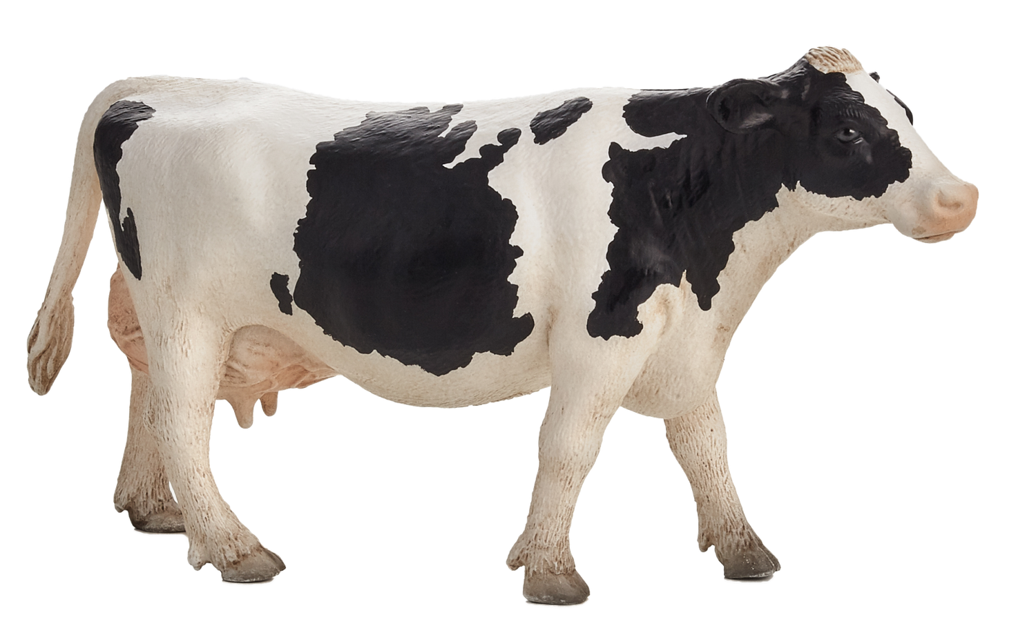 Holstein Cow
