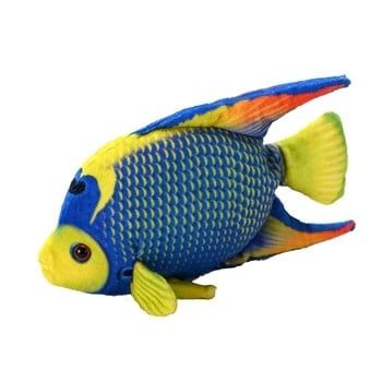 Queen Angelfish