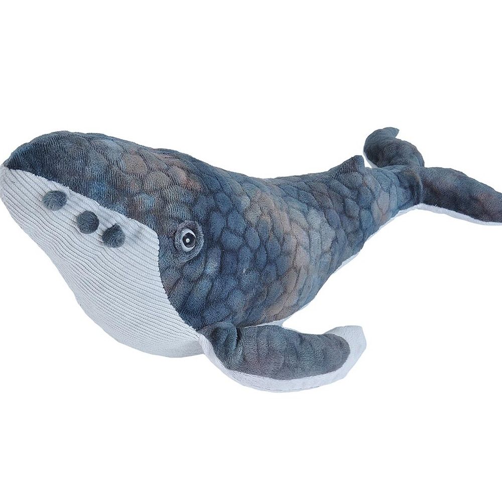 Humpback Whale