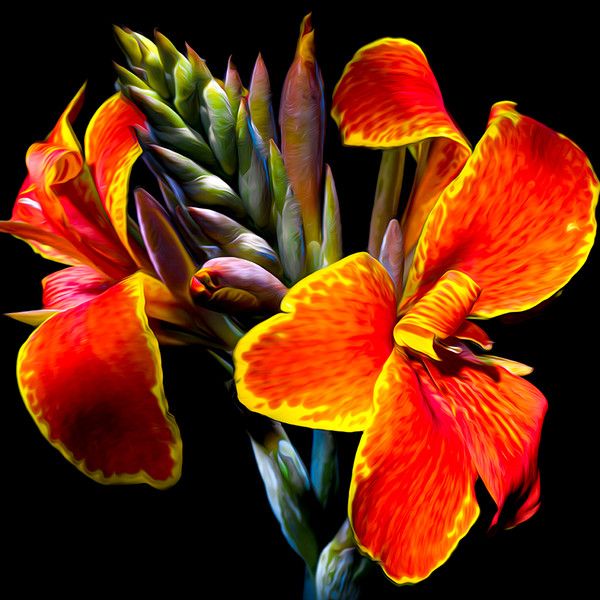 Maderna Canna Lily 500 Piece Jigsaw Puzzle