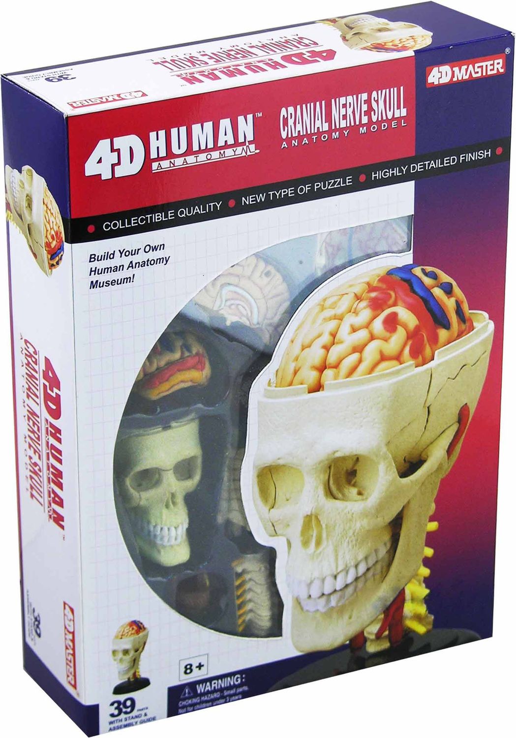 Cranial Nerve Skull Anatomy 4-D