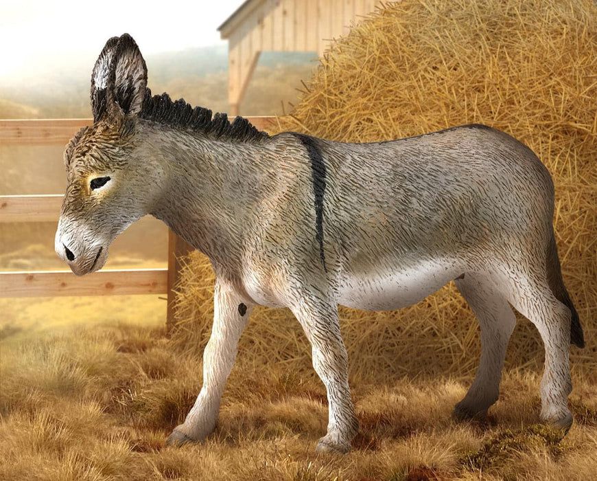 Donkey