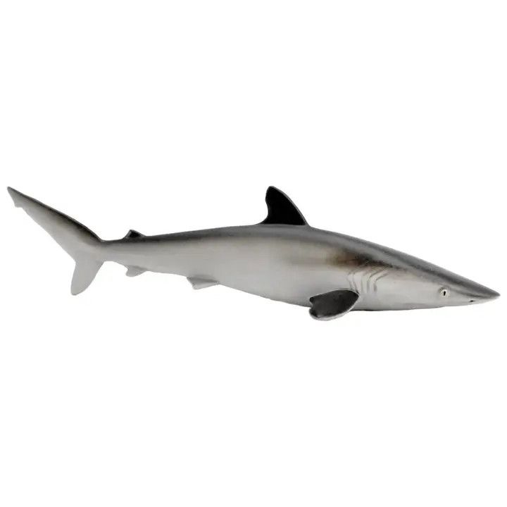Silky Shark