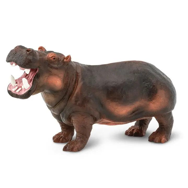 Hippo