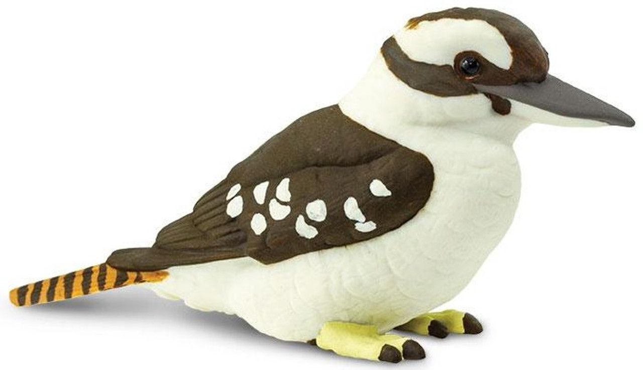Kookaburra
