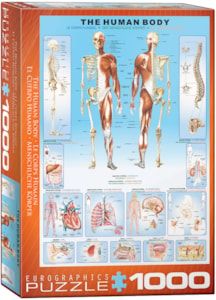 The Human Body