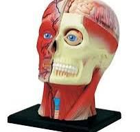 4D Head Anatomy Model