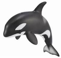 Orca Calf