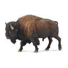 American Bison