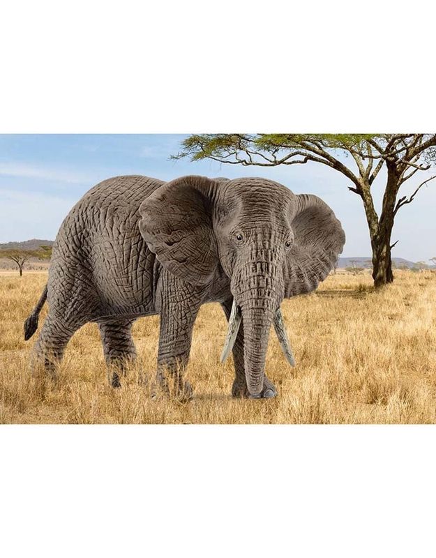 Schleich African elephant, female