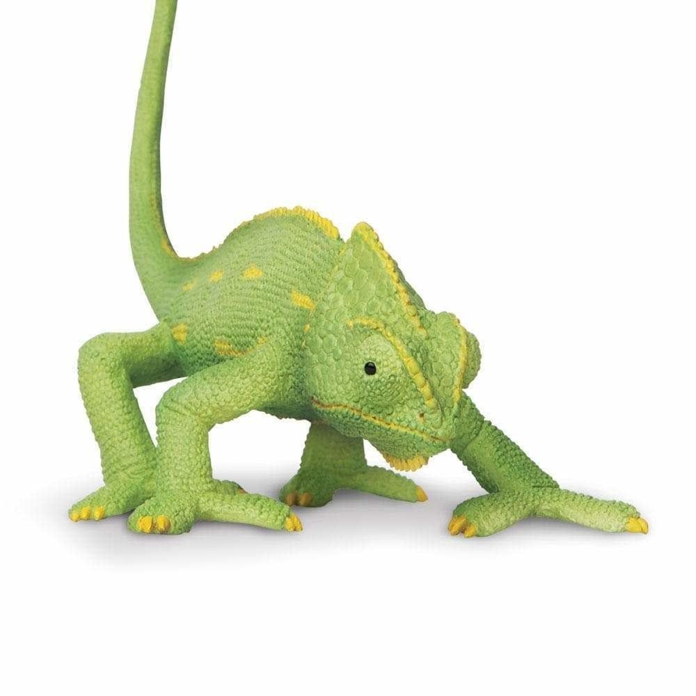 Safari Veiled Chameleon Baby