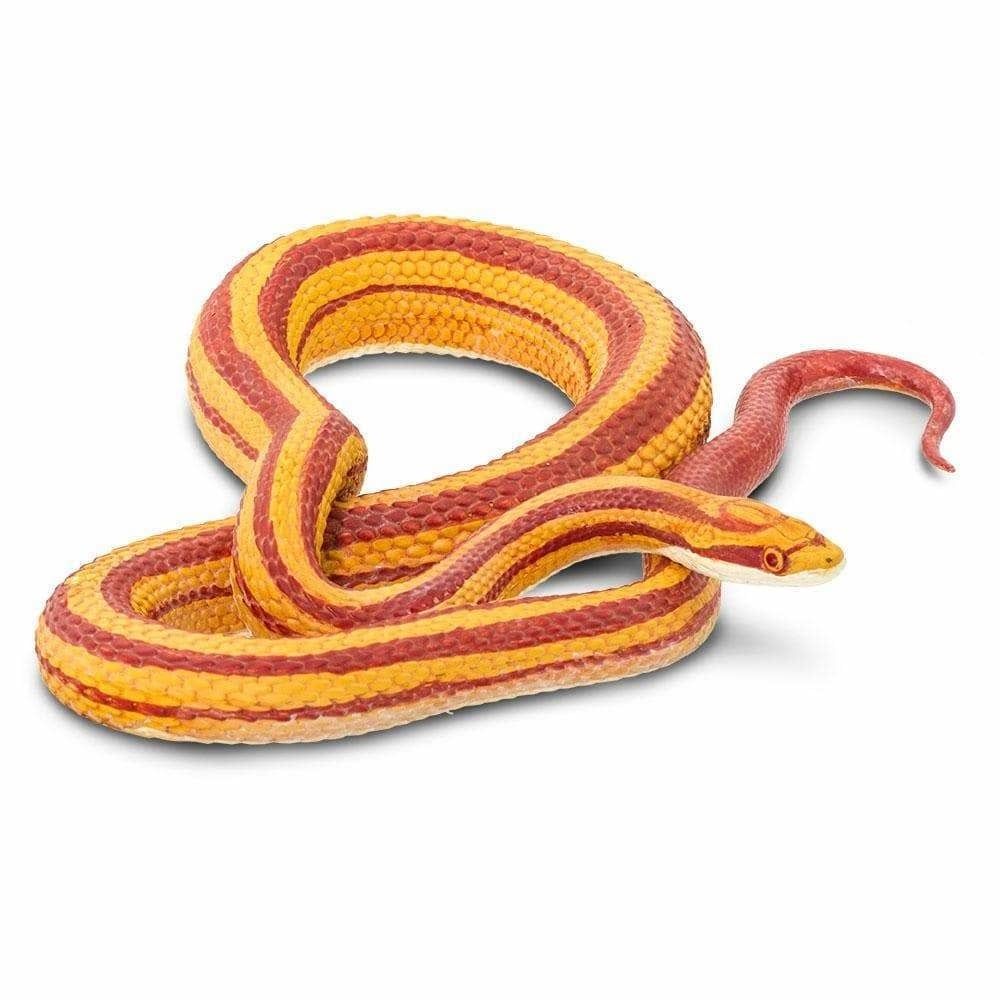 Safari CORN SNAKE