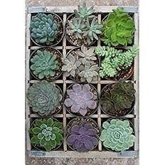 300pc Puzzle - Green