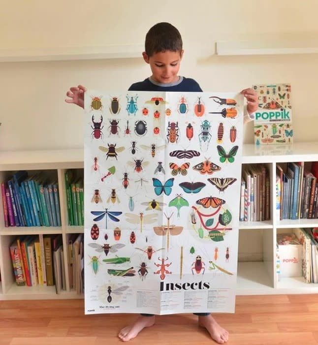 Discovery Poster - Insects