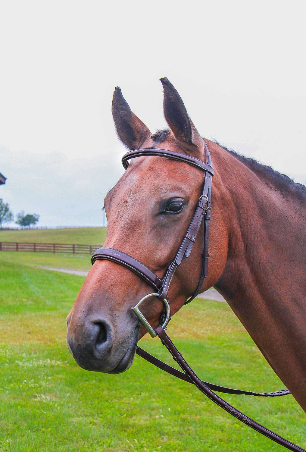 Fancy Raised Hunter Bridle - Matching Laced Reins Included, Color: Horse, Size: Brown