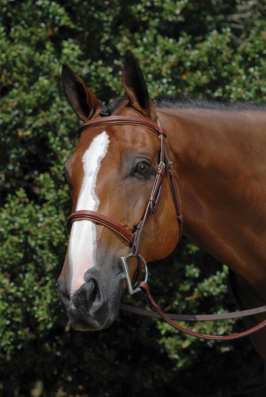 Fancy Raised Hunter Bridle - Includes Reins