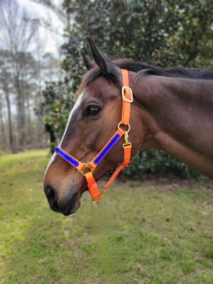 Beta 1&quot; Two-Tone Double Buckle Adjustable Chin Halter