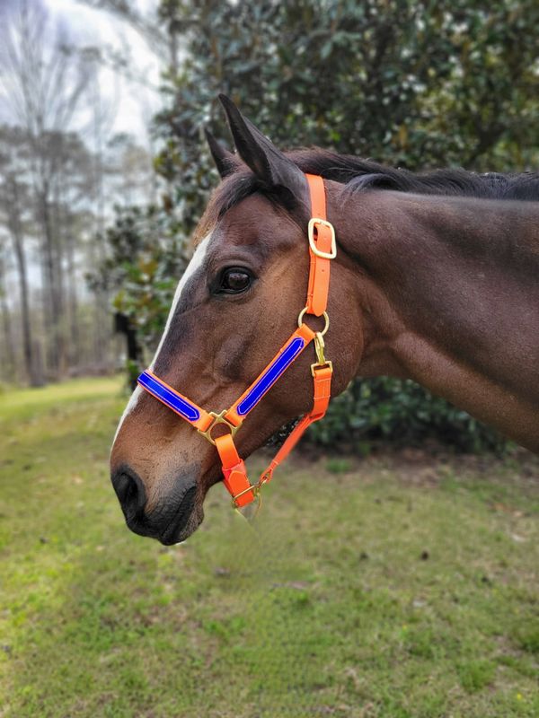 Beta 1&quot; Two-Tone Double Buckle Adjustable Chin Halter