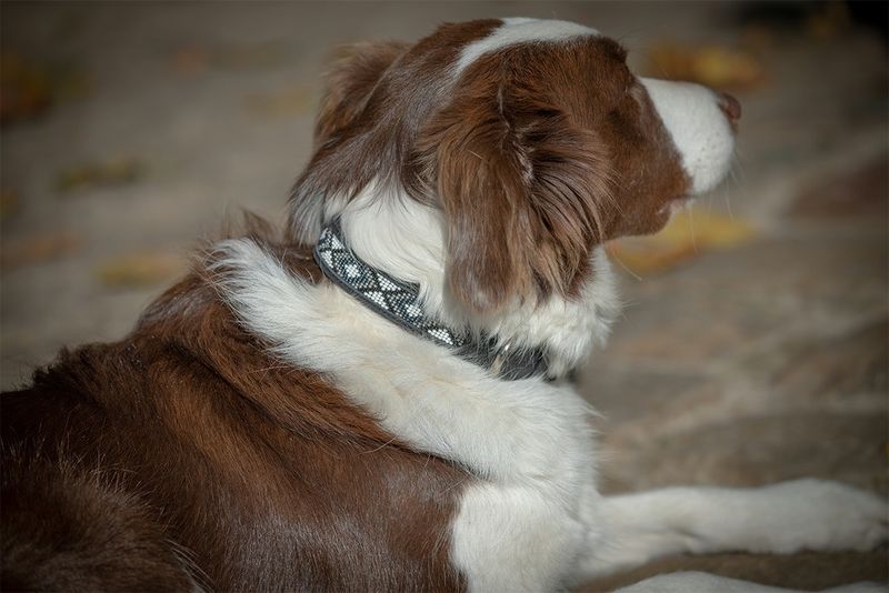 Pearl Collar