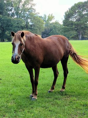 GrazeMore Grazing Muzzle