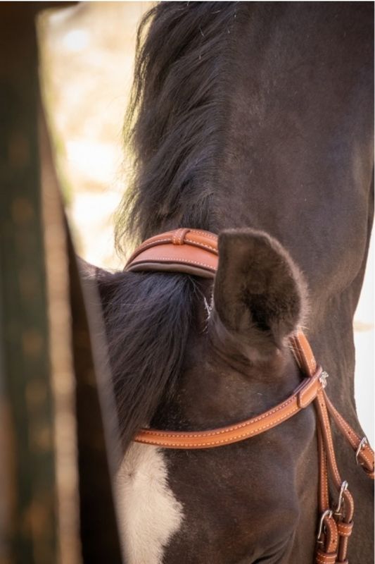 Elegance Bridle