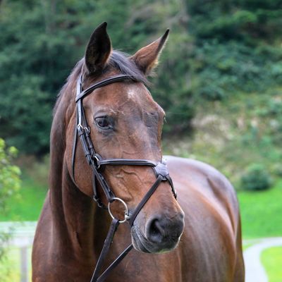 Raised Figure 8 Mono-crown Show Jumping Bridle 