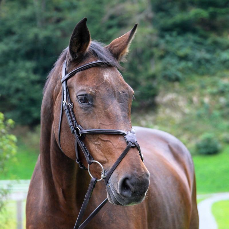 Raised Figure 8 Mono-crown Show Jumping Bridle 