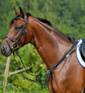 Elastic Breastplate w/ Running Attachemnt