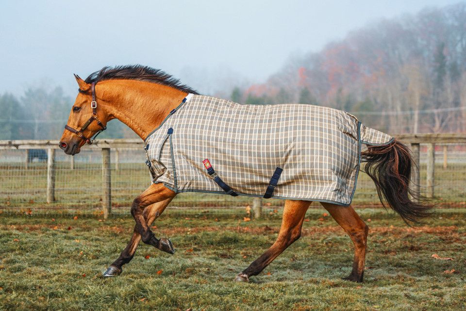 Heavy Weight Turnout Blanket 400 Gram
