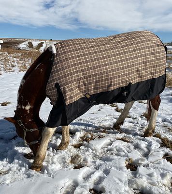 Black Lable Heavy Weight Turnout Blanket 400 Gram