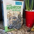 Organic Mushroom Mini Grow Kit