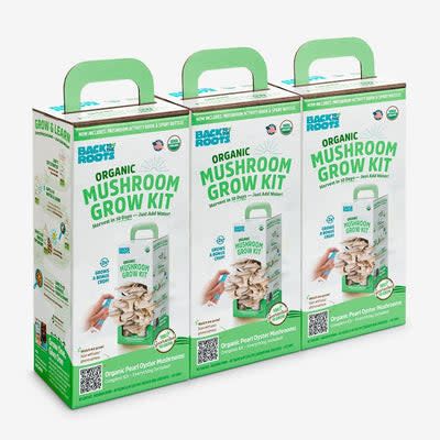ORGANIC MUSHROOM GROW KIT | Pearl Oyster