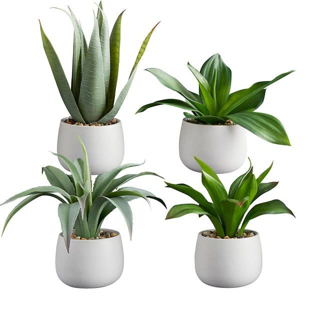Succulents in Small Pot
