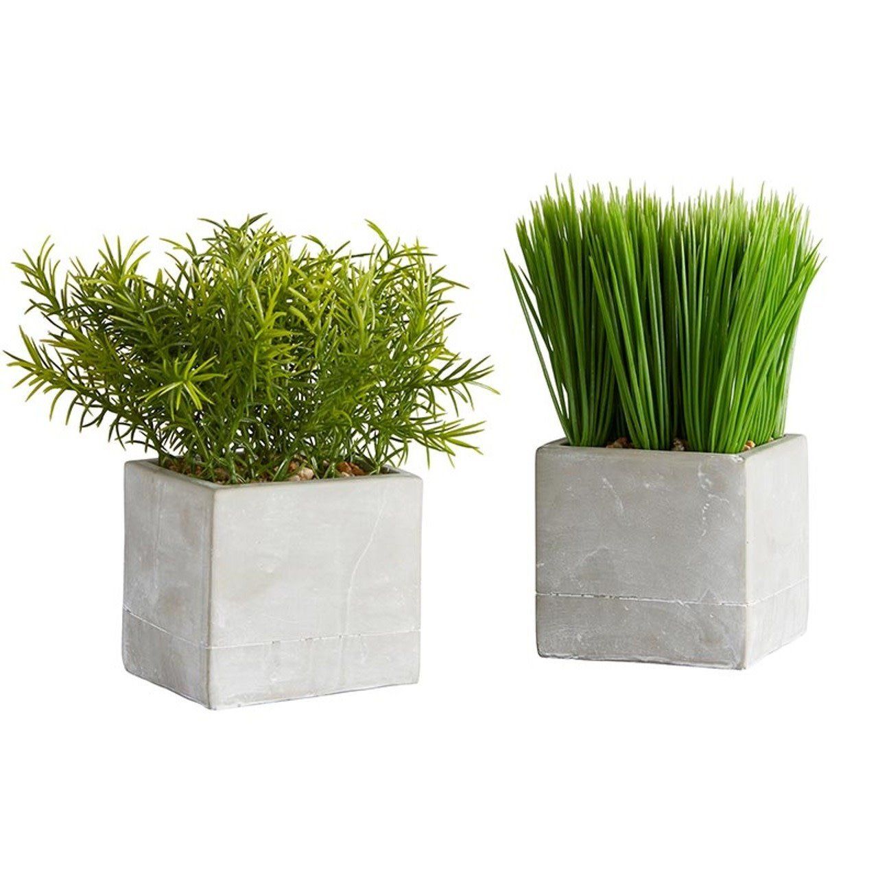 Plants in Square Pot - Grass