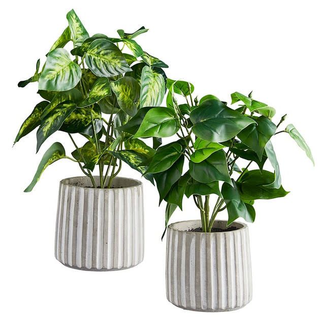 Plant in Cement Pot