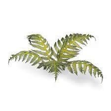 Gamers Grass Bracken