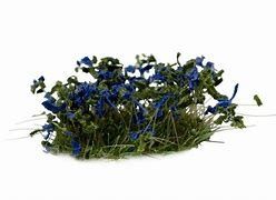 Blue Flowers