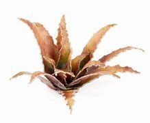 Red Aloe