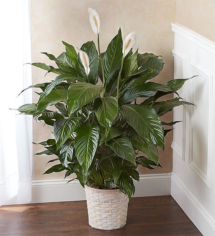 Plant #2