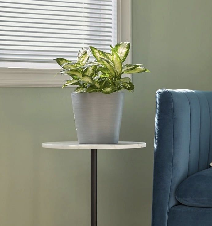 Plant #4