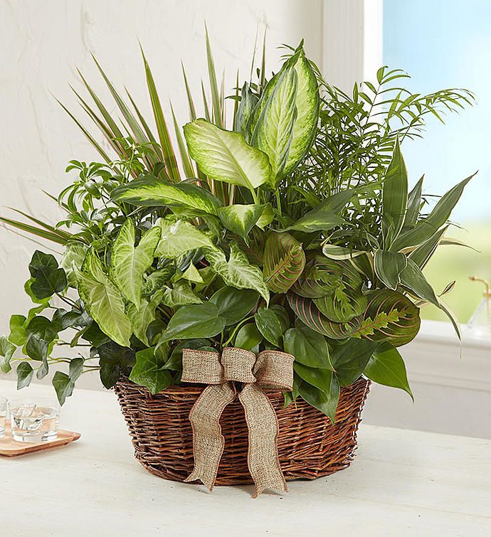 Plant #3