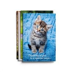 GET WELL WHISKER &amp; PAWS