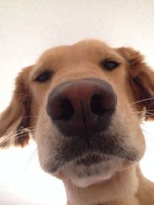 Dogs