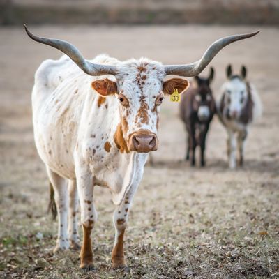 Livestock Supplies