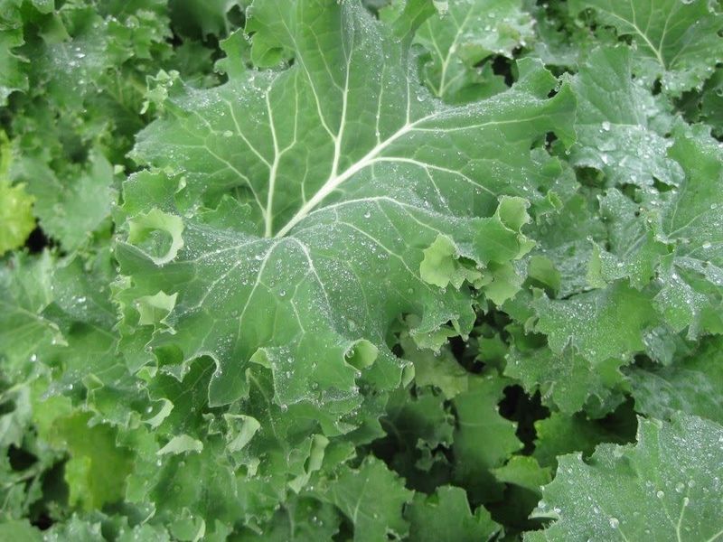 Kale
