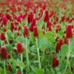 Crimson Clover Coated
