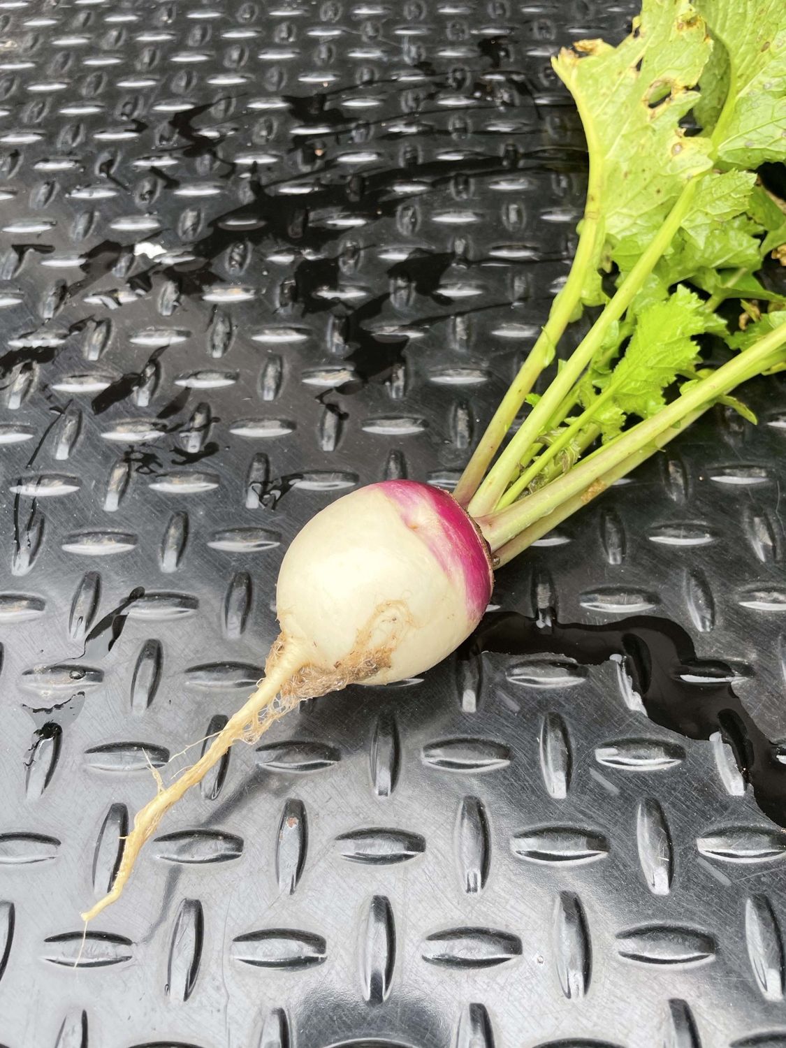 Purple Top Turnip - White Globe