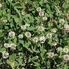 Ladino Clover